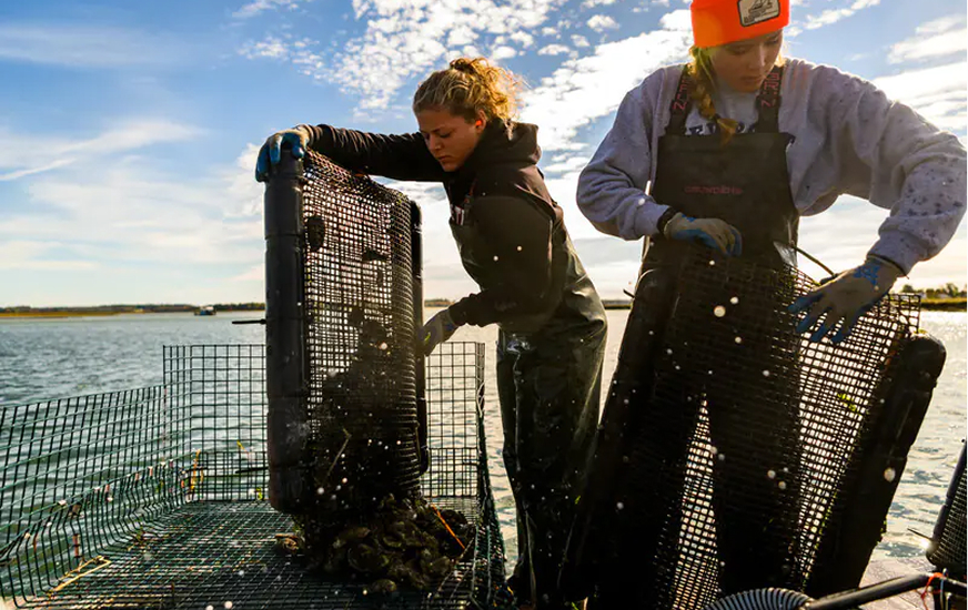 Two people wearing waterproof overalls and gloves empty shellfish cages on a boat under a bright sky, with water and shoreline visible in the background.