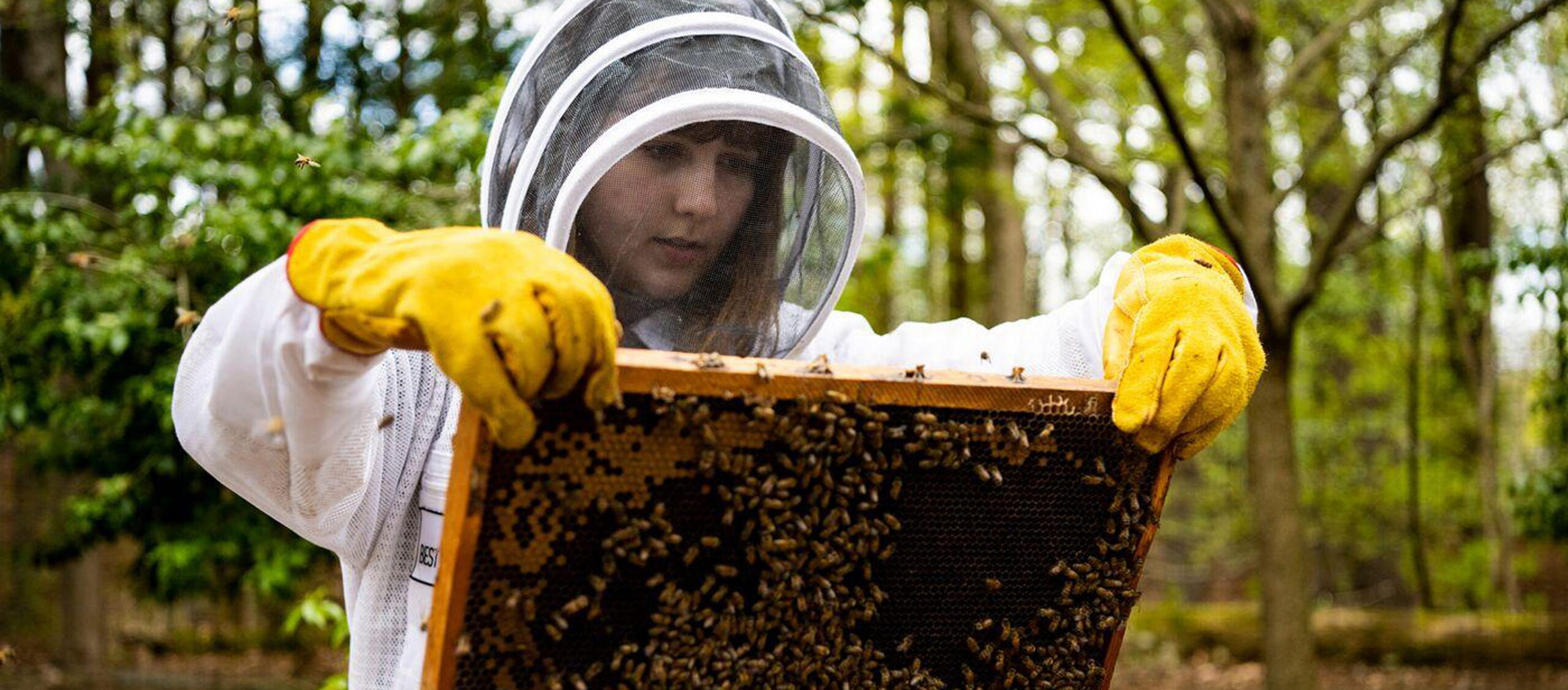 A person in a beekeeping suit and yellow gloves inspects a wooden frame covered with bees outdoors, surrounded by trees and greenery.