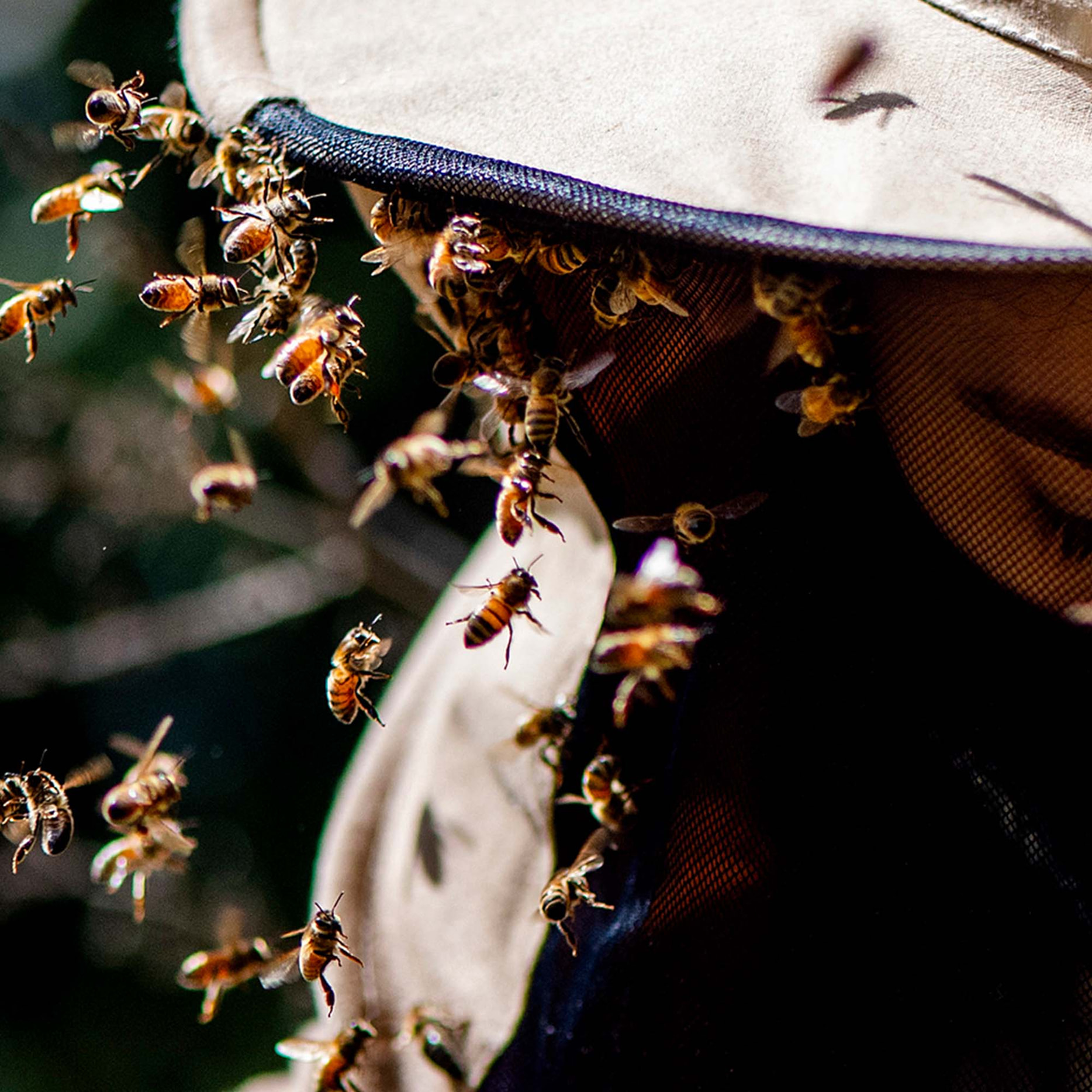 A person wearing a beekeeping suit with a mesh face covering is surrounded by numerous bees, many of which are resting on the mesh and the hat. The scene is outdoors with a blurred green background.